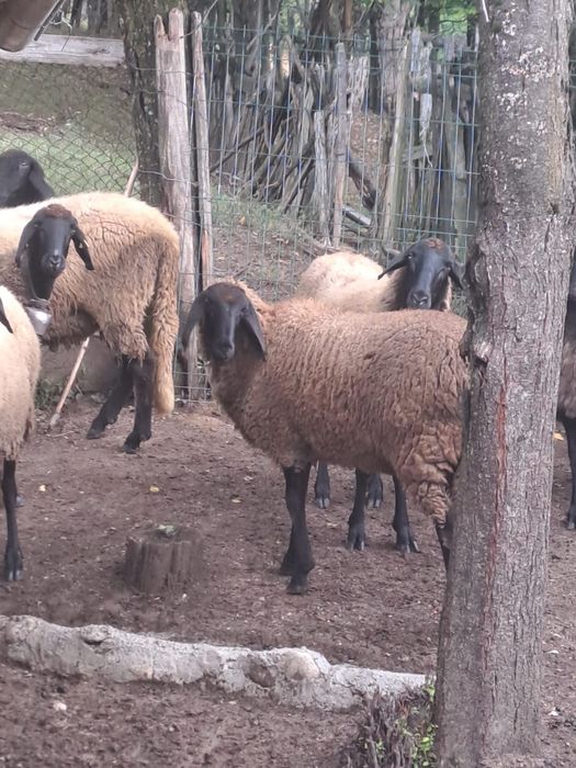 Vând berbecut carabas