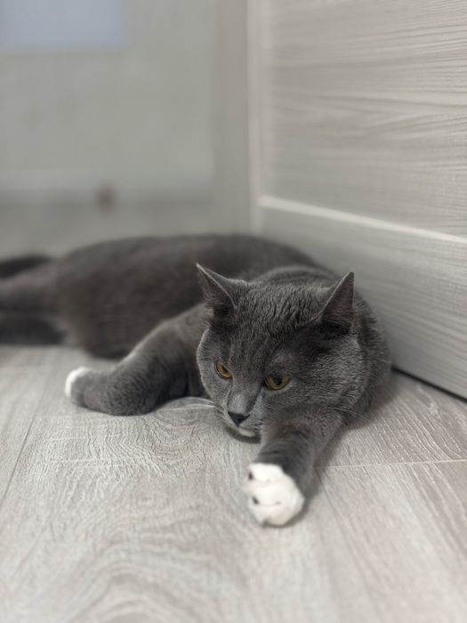 кот кастрирован, 2 года