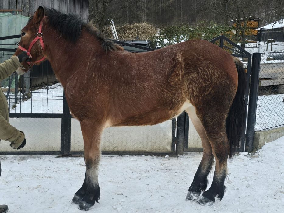 Am Mânză de vanzare