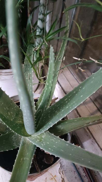 Продам алое вера, 4 года