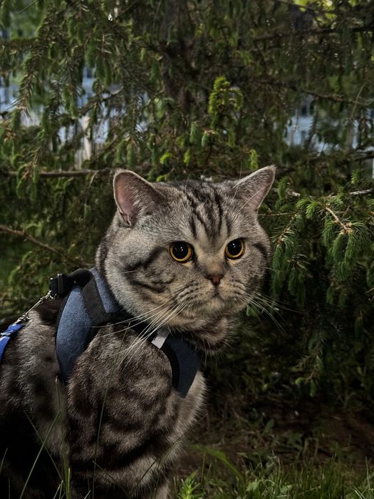 Вязка чистокровного британца!