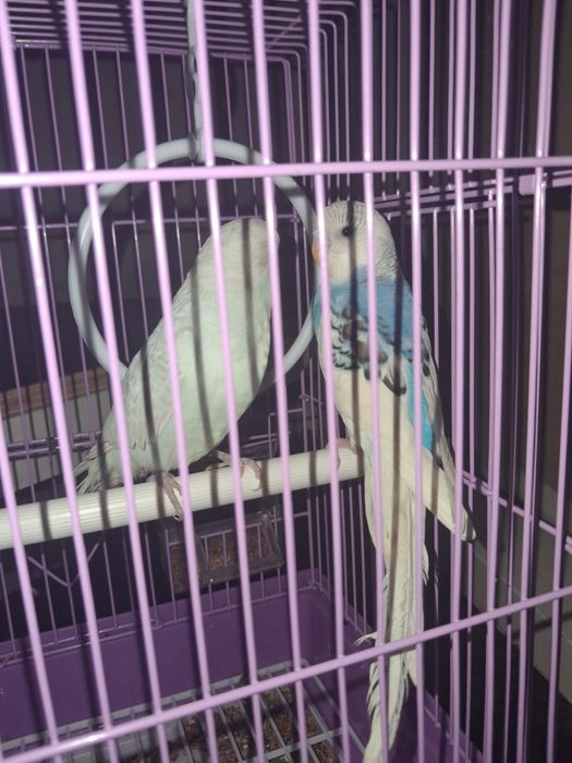 Папугай женшина и мучшина