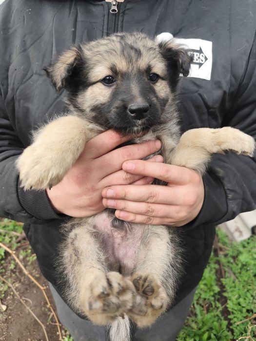 Щенок мальчик пёс собака ищет дом