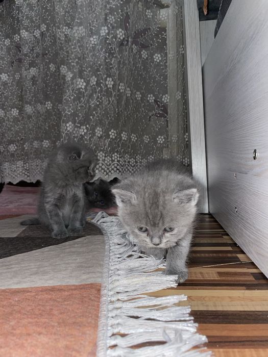 Skotiw foold  3 ta og’il bola 2 ta qz bola latoka organiwdi