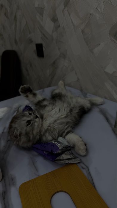 котенок маленкий мальчик