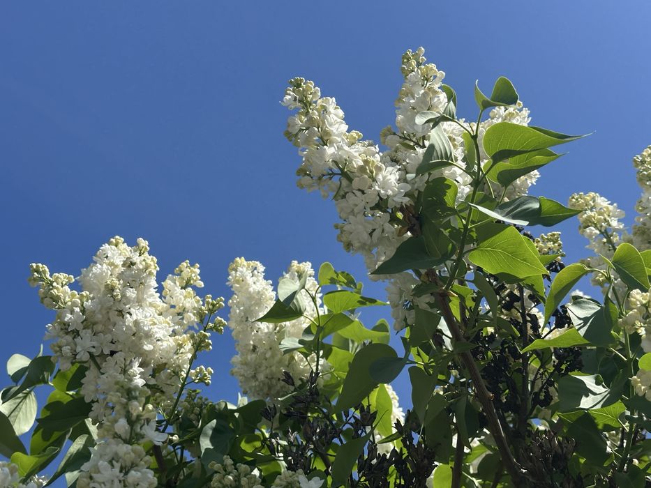 Продам Сирень.