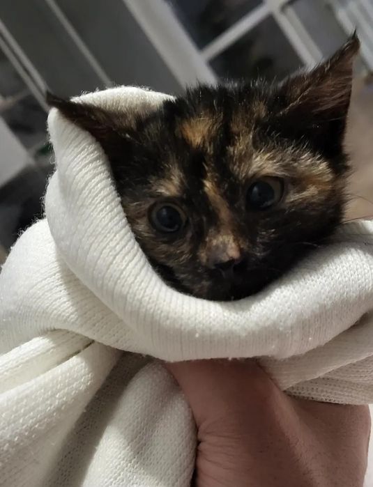 Котенок 1.5 месяца