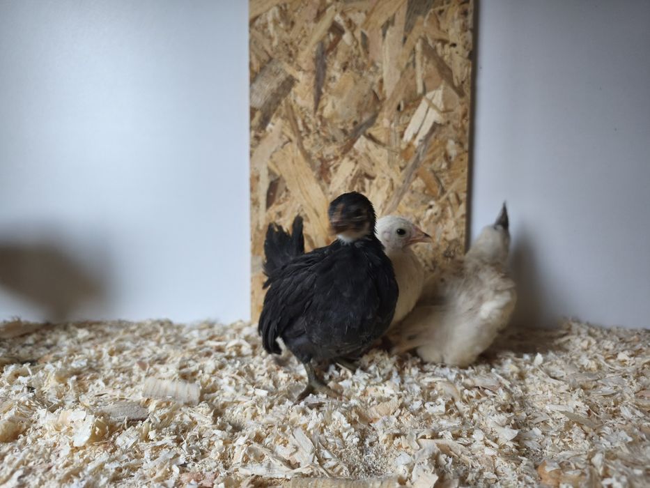 Шабо пиленца на 45 дни