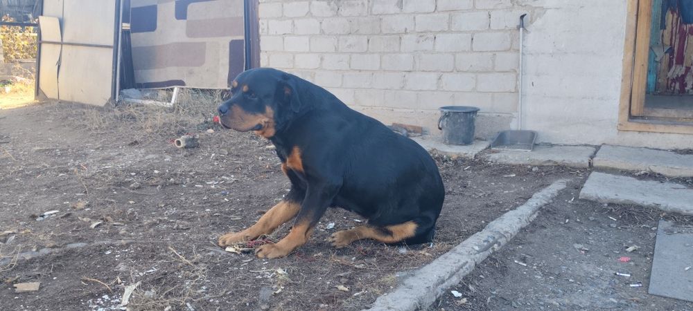 Отдам собаку ротвеллера