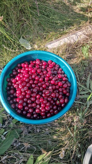 Продам вишню свежие собранная