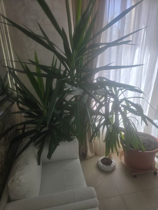 Vanzare floare in ghiveci de camera.