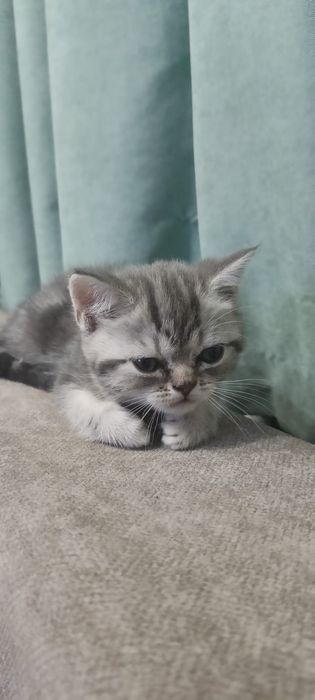 Продам шотландских котят