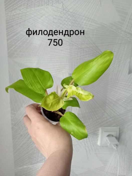 Продам комнатные цветы