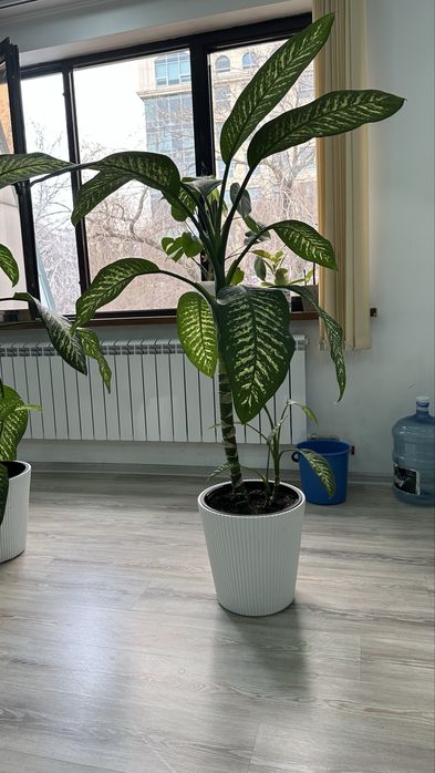 Продам комнатный цветок