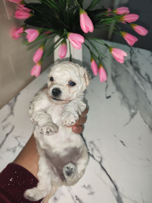 Toy pudel,Maltipu bolalari sotiladi