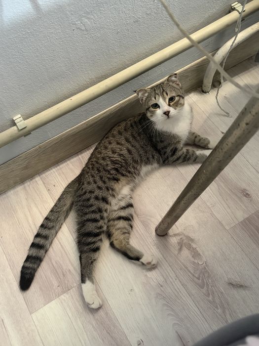 Котенок вислоухий