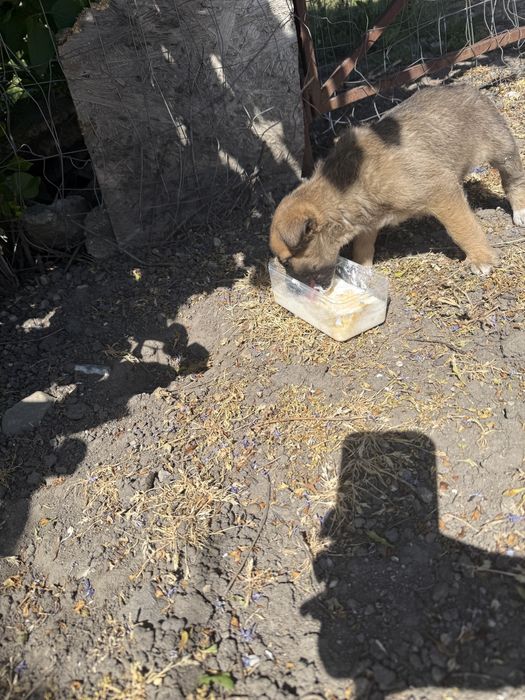 Donez urgent catelusa