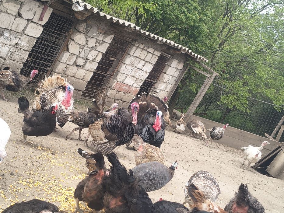 Disponibili curcanii