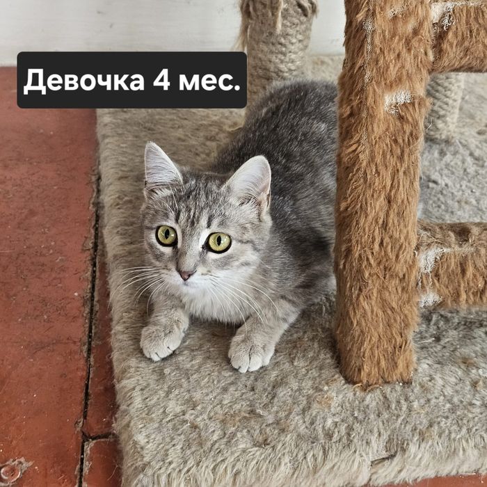 Котята бесплатно⁹