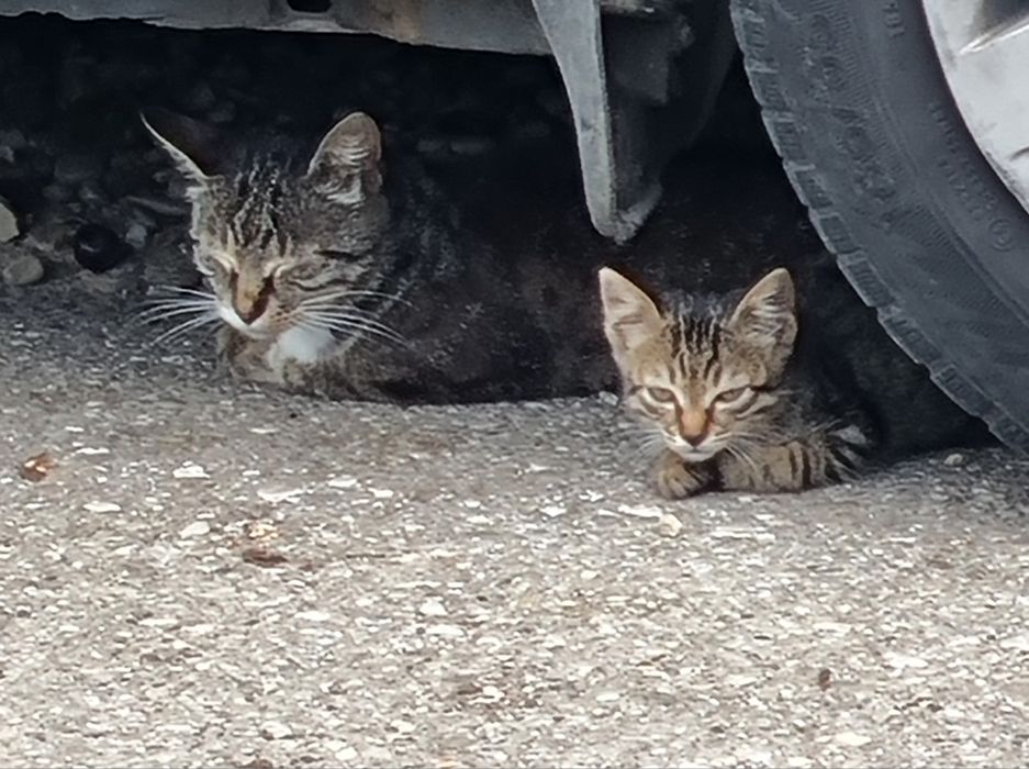 Donez motaneltigrat pentru un stăpân iubitor de animale