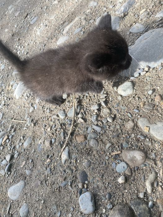 Отдаю в добрые руки котят