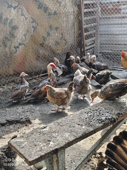 Продам индоуток молодых и взрослых