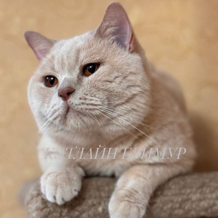 Британские котята из питомника!