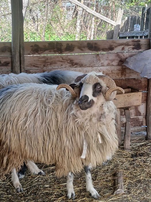 Vand 2 Berbeci, pret 1500lei buc