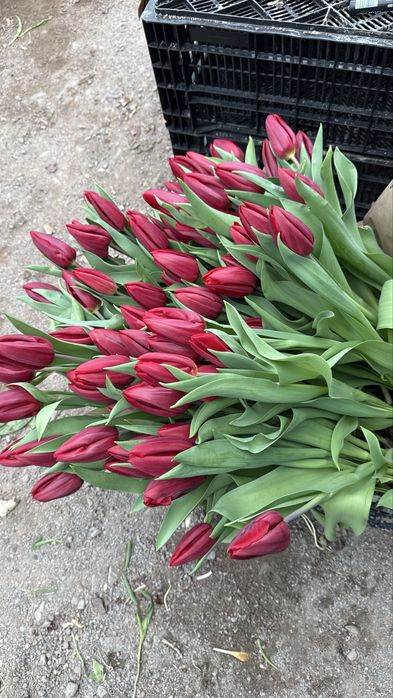 Тюльпан доставка