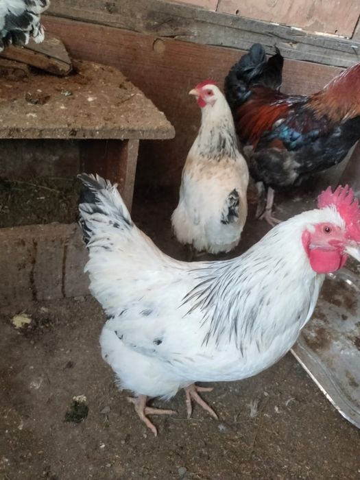 Продаётся куры и петухи