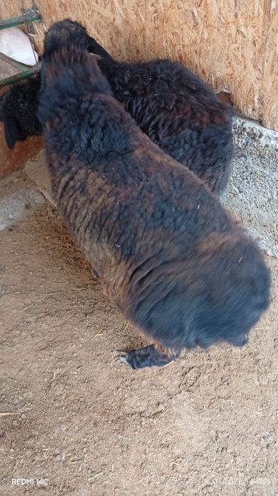 Икита кучкор сотилади бадани семиз соглом хонаки хурон чиройли сифатли