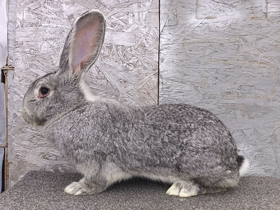 De vânzare iepuri uriaș german și berbec german