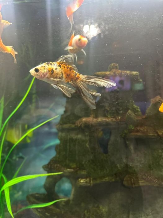 Продаётся Аквариум с рыбками