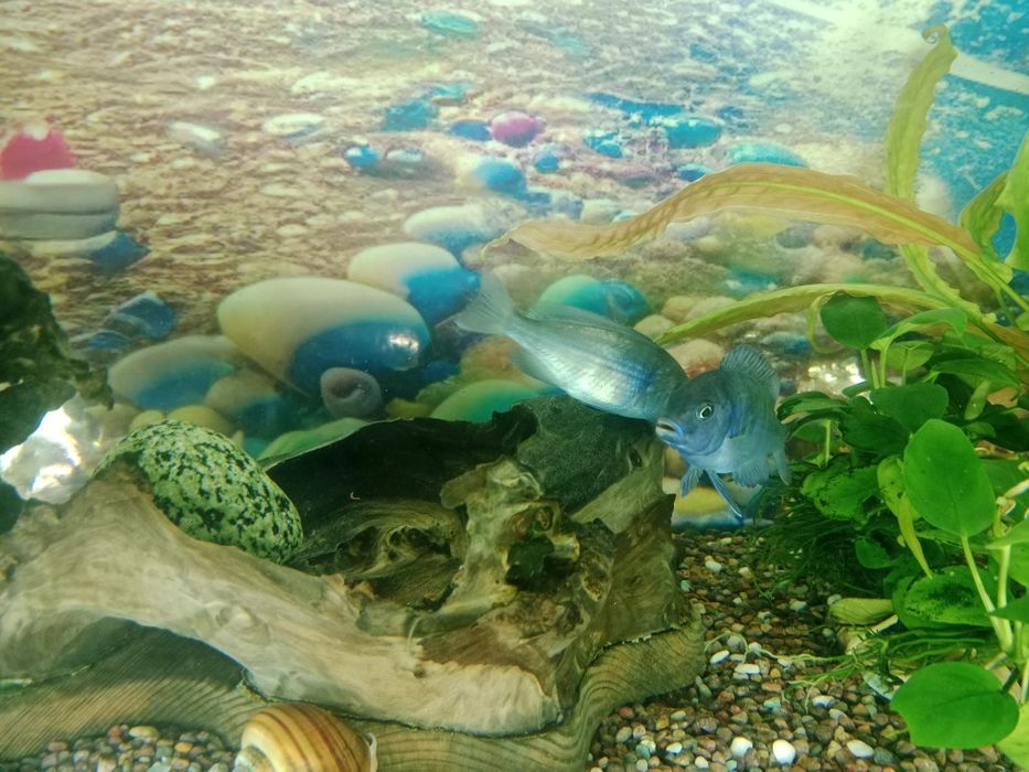 Голубой дельфин рыбки