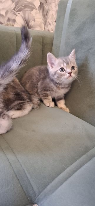 Шотландские котята