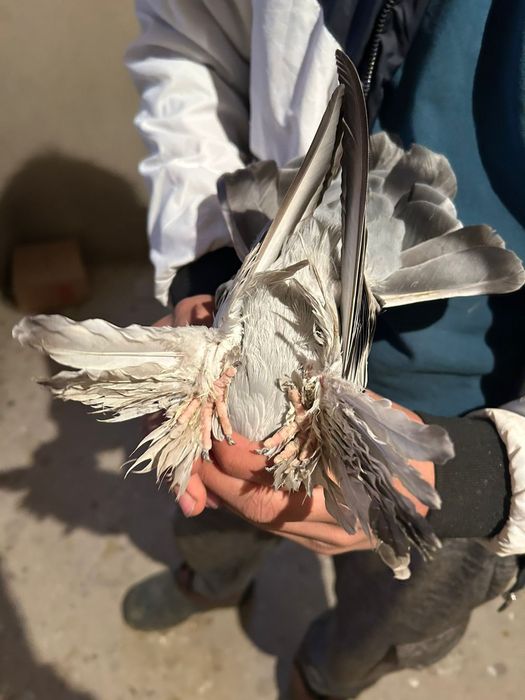 Голуб 6.000 голуби кептер