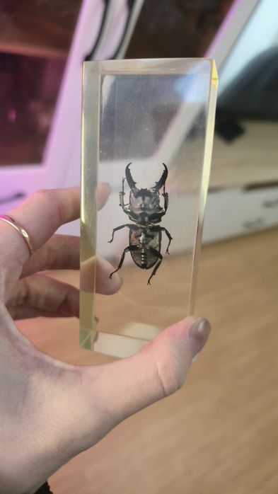 Продам коллекцию насекомых