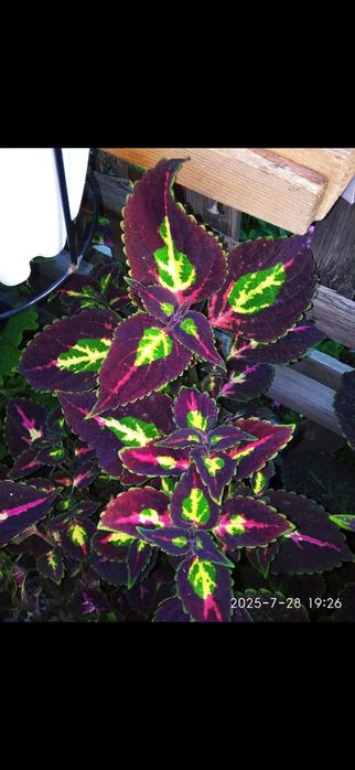 Продам цветы колеусы