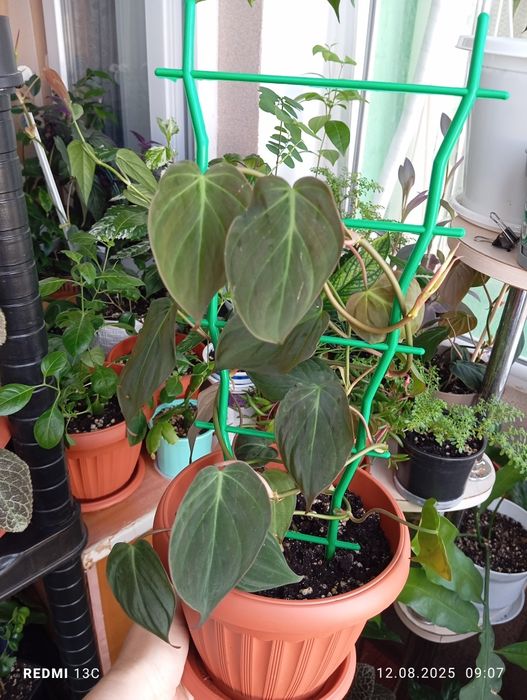 Продам комнатные растения