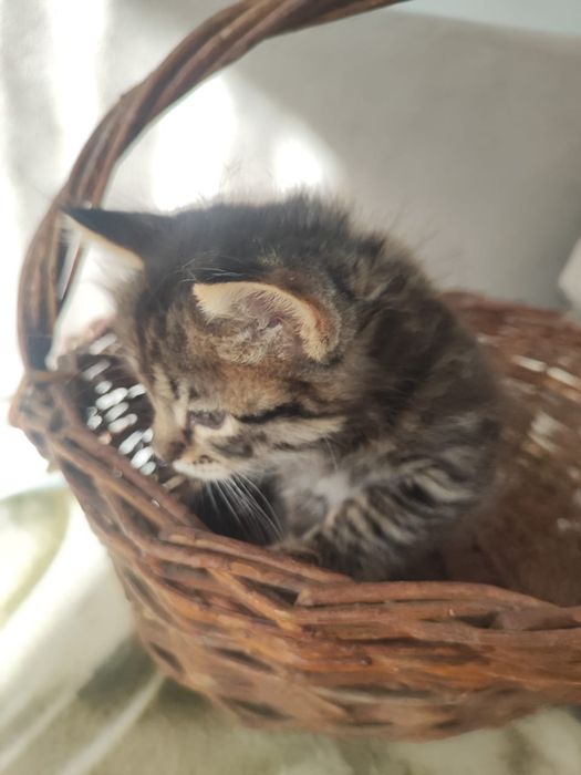 Отдам котят в любящие руки