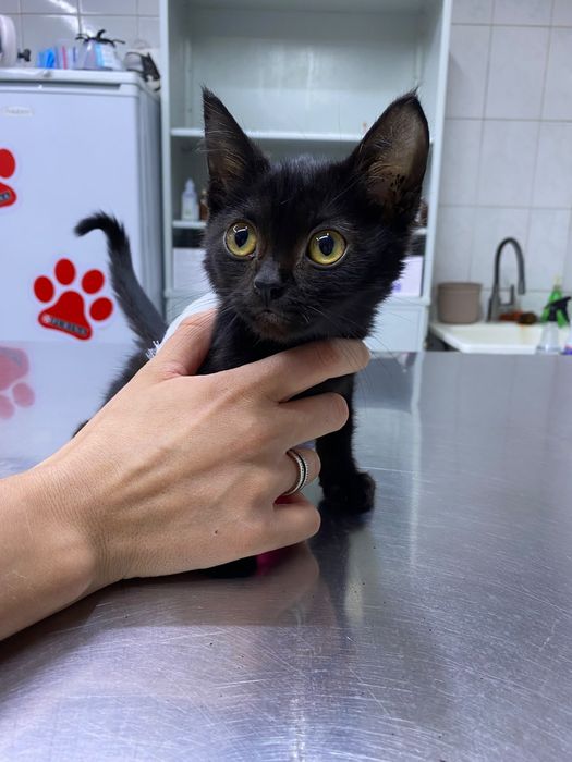 Отдам котенка в добрые руки