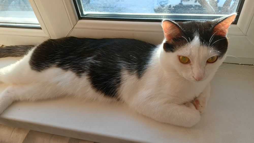 Отдам котёнка в добрые руки