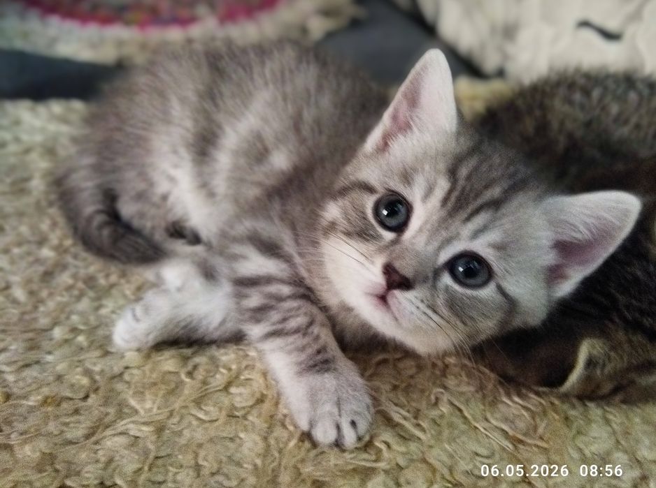 Продаются шотландские котята