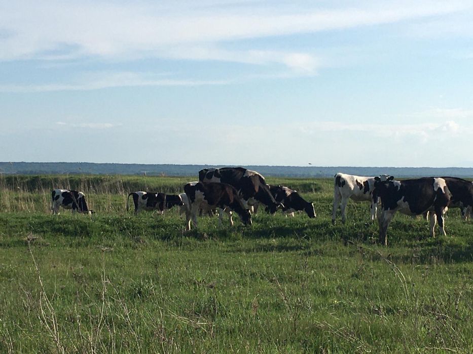 Vand ferma bovine 20 vaci