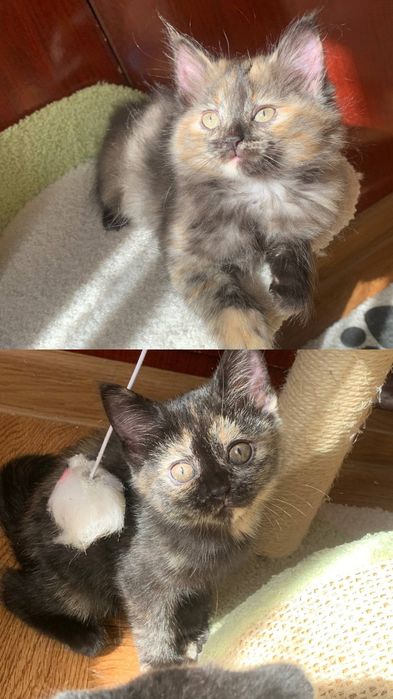 Продаются шикарные котята