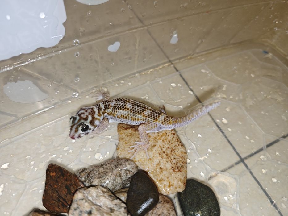 Геккон сцинковый с контейнером