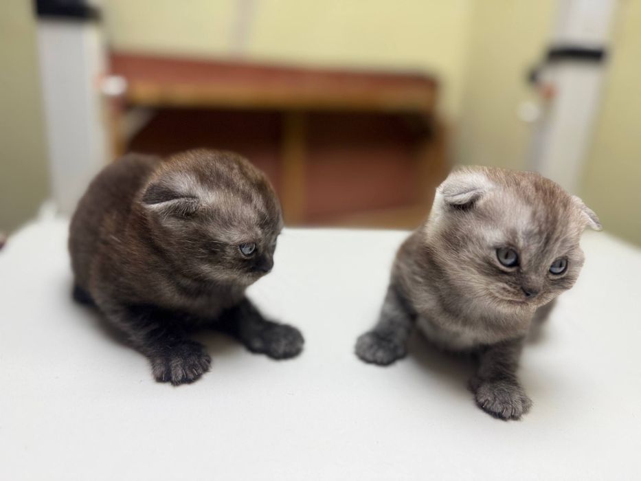 Продам котят Скоттиш Страйт