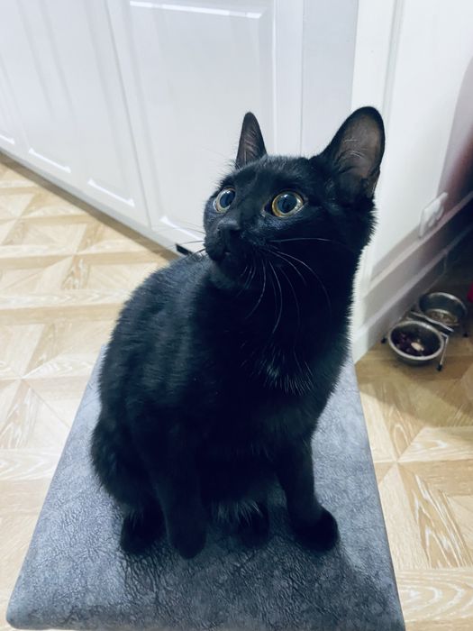 Котенок потерялся