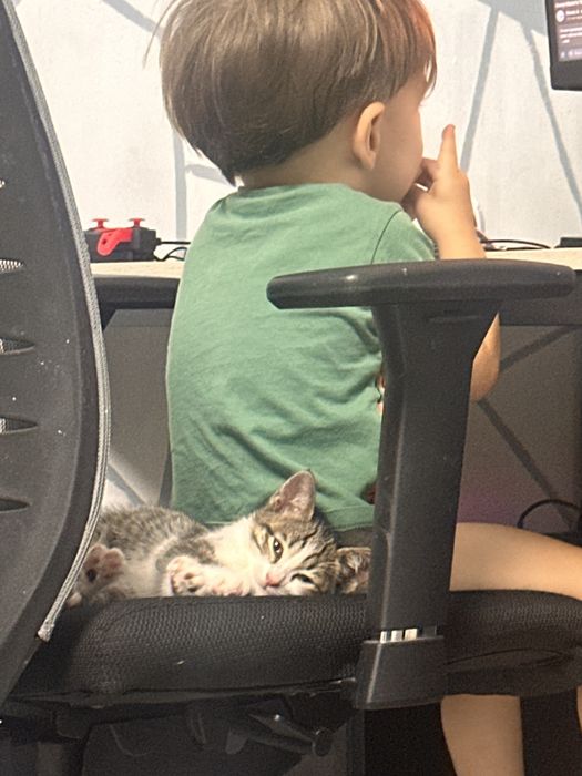 Отдам котенка мальчик