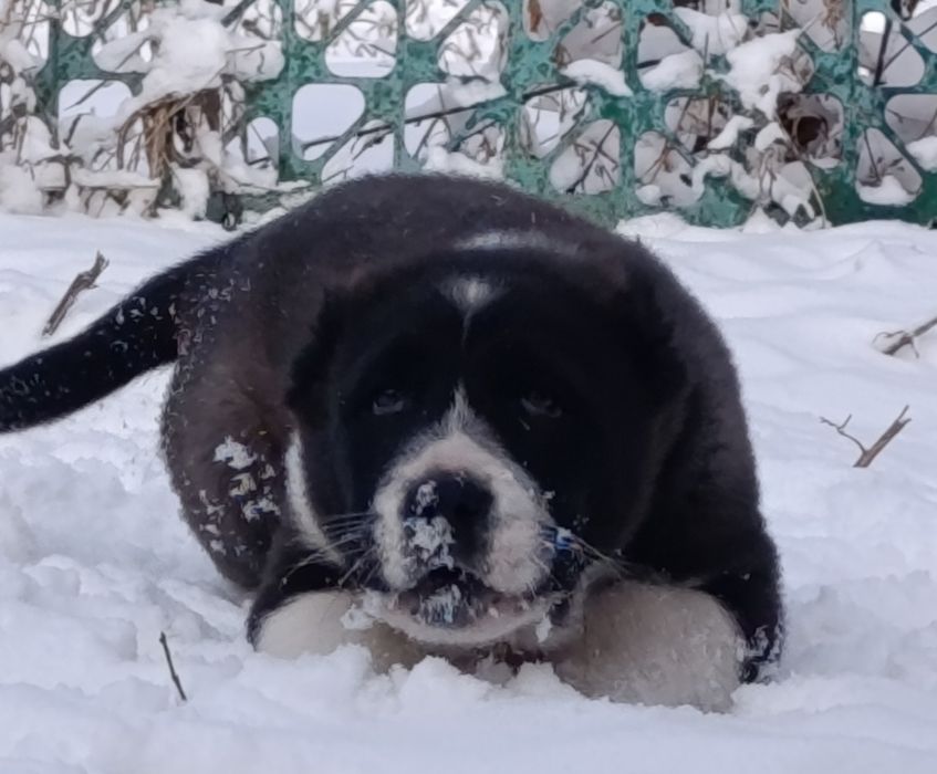 Алабайчик мощный